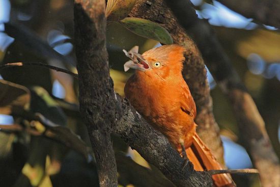 Ein Hellbrauner Cacholote verspeist genüsslich seine Beute.