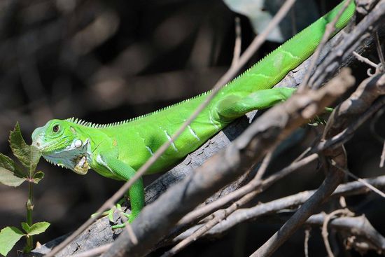 Im Ufergebüsch des Rio Claro sonnen sich zahlreiche Leguane, die allerdings durchweg sehr scheu sind.