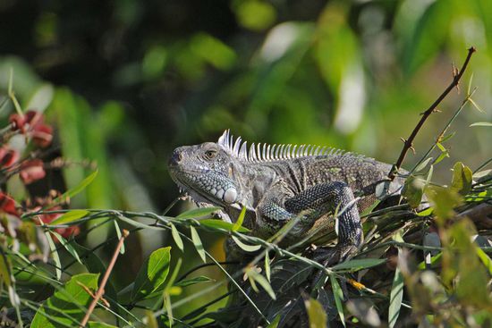 Auch dieses Kriechtier geht bei unserer Annäherung sofort in Deckung.