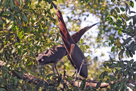 Dieses Marmorreiher-Paar fühlt sich beobachtet und nimmt deshalb sofort die sog. Pfahlstellung ein, so wie es auch unsere heimischen Rohrdommeln tun. Dadurch fallen die Vögel ihren Fressfeinden weniger auf und fühlen sich so sicherer.