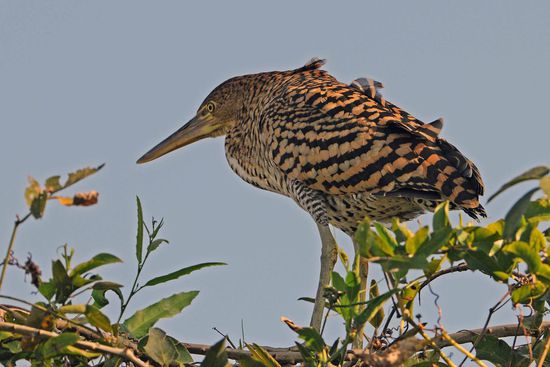 Dieser jugendliche Marmorreiher trägt ein völlig anders gefärbte Federkleid als wie seine Eltern.