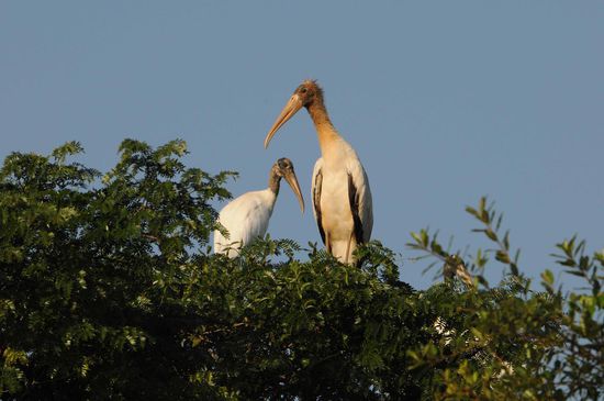 Die beiden Waldstorch-Jünglinge sitzen etwas abseits des elternlichen Horstes.