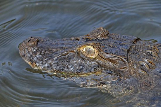 Nähert man sich mit dem Boot einem Kaiman, taucht dieser meist frühzeitig und vielleicht auch widerwillig ab, fühlt er sich doch zu Recht gestört.