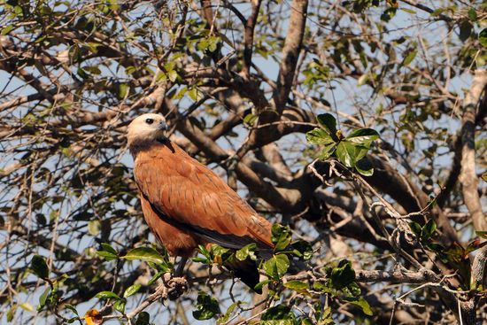 Das ist der Fischbussard, der auf dem nächsten Bild die für ihn bestimmte Beute aufnimmt.