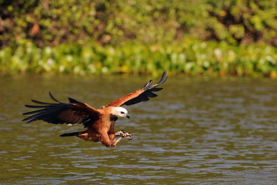 Vom Start von dem hohen Baum bis zur Aufnahme der Beute und Abflug samt Verschwinden in einer Baumkrone, vergehen nur wenige Sekunden.