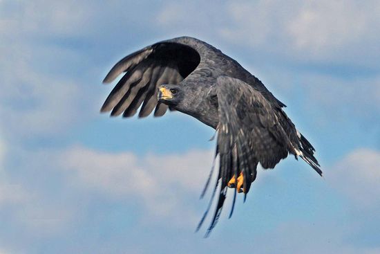Der Schwarzbussard hat nur noch einen Blick für seine Beute.
