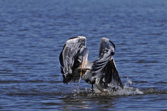 Der Cocoireiher tut sich schwer, mit seiner Beute wieder aus dem Wasser zu kommen.
