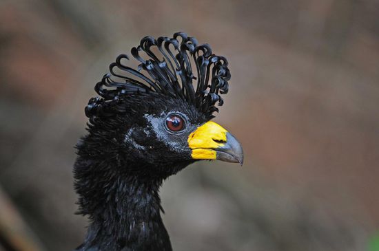 Ob es sich bei diesem Nacktgesichthokko um ein Männchen oder Weibchen handelt, konnte ich bislang nicht in Erfahrung bringen.