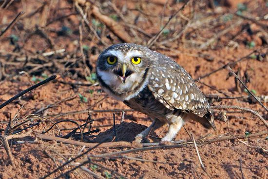 Diese Kanincheneule hat wohl was gegen mich.