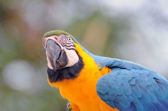 Diesen Gelbbrustara haben wir bei der Pousada Piuval gesehen, er saß dort für einige Minuten auf dem Dach des Empfangsgebäudes. Heute darf er seine "Kollegen" auf ihren Schlafbäumen im hohen Norden von Cuiaba vorstellen.