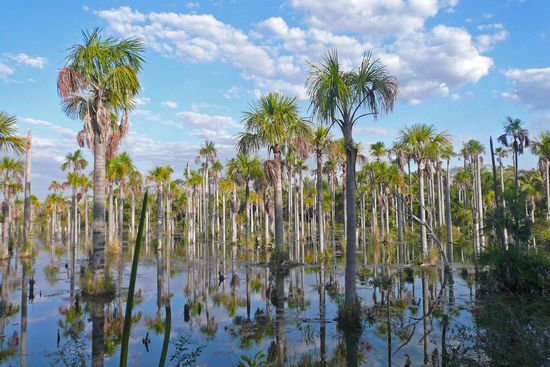 Diese im Wasser stehenden Palmen sind die Schlafbäume der hier lebenden Gelbbrustaras.