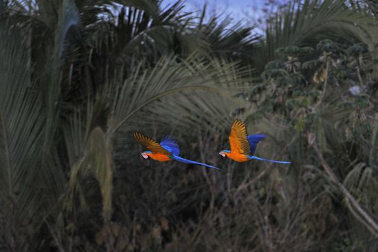 Kurz vor Anbruch der Dunkelheit kommen die ersten Gelbbrustara-Paare an und drehen, bevor sie sich auf ihren Schlafbäumen niederlassen, erst noch laut schreiend einige Ehrenrunden.