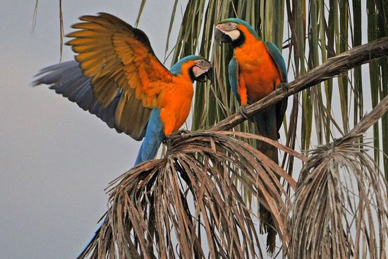 Dieses Gelbbrustara-Paar scheint seinen Schlafbaum gefunden zu haben und sofort beginnt das obligatorische Schmusen, Kosen und Kraulen, was regel- mäßig mit viel Lärm verbunden ist.