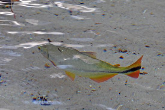 Leider kann ich mit Fischbildern nicht gerade punkten und meine sehr viel besseren Filmclips sind hier nicht einzubringen.