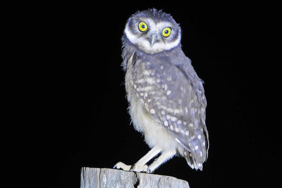 Eine von drei jungen Kanincheneulen sitzt mit einer beachtenswerten Gelassenheit auf einem Gartenpfosten und lässt sich auch vom Hantieren mit Stativ und LED-Lampe nicht beeindrucken.