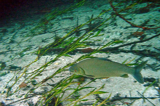 Die wenig scheuen Wasserbewohner sehen gelassen zu, wie die Strömung die Schnorchler an ihnen vorbeiführt.