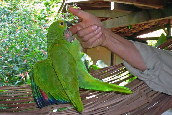 Nachdem die Blaustirnamazone meinen hingehaltenen Finger nicht mehr loslassen wollte, hob ich den Vogel freiweg an.