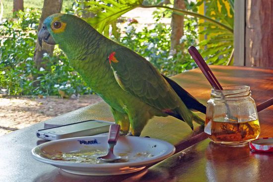 Auf den Mittagstischen bedienen sich diese Vögel völlig ungeniert.
