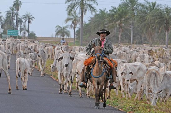 Diesem Cowboy folgen 1000 Rinder.