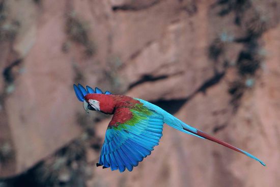 Weil die attraktiven Kreischer ständig hin- und herfliegen, lassen sich problemlos Flugaufnahmen machen.