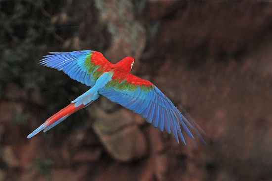 Etwas Grün am Flügelbug und auf den Flügelrücken hat dem Papagei wohl seinen deutschen Namen eingebracht.