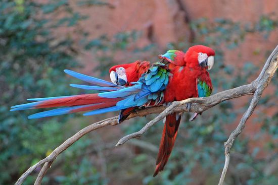 Das obligatorische Schmusen, Kraulen und Kosen scheint allen Aras eigen zu sein. Man wird nicht müde, ihnen zuzuschauen.