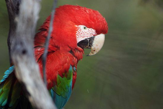 Auch der Grünflügelara ist unbestritten ein prächtiger Bursche.