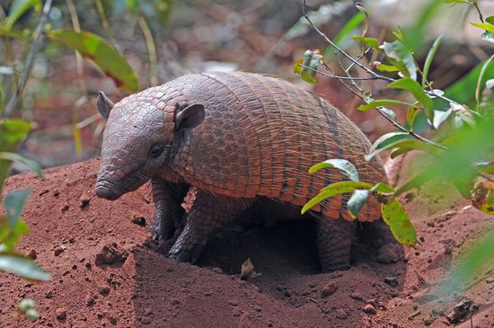 Dieses Weißborsten-Gürteltier, das sich bei Gefahr blitzschnell im weichen Boden eingraben kann, können wir nur kurz bewundern. Es hat sich zwar nicht eingegraben, sondern machte "über Land" die Fliege.