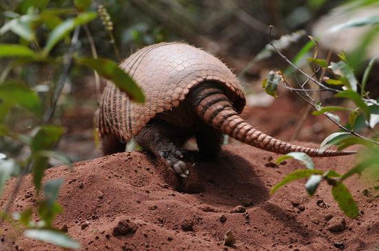 Das Weißborsten-Gürteltier "verzieht" sich vorsichtshalber.