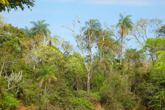 In unmittelbarer Nähe des Grünflügelara-Kraters findet sich eine Art botani- scher Garten, für den man sich Zeit nehmen sollte.