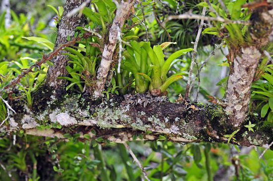 Aufsitzerpflanzen der verschiedensten Art gibt es zu bewundern.