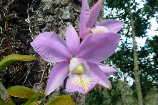 Da dürfen natürlich auch die Orchideen nicht fehlen.