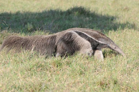 Der Große Ameisenbär sucht mit Hilfe seines guten Geruchssinn am Boden versteckte Ameisennester.