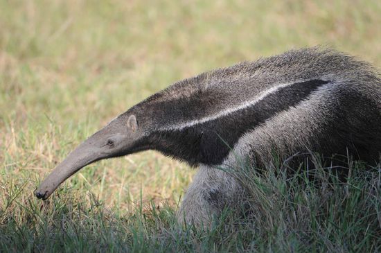 Der Ameisenräuber hat den Mindestabstand meines Teleobjektivs unter-schritten, sodass dieses Bild mit einer Lumix aus der Hemdentasche aufgenommen wurde.