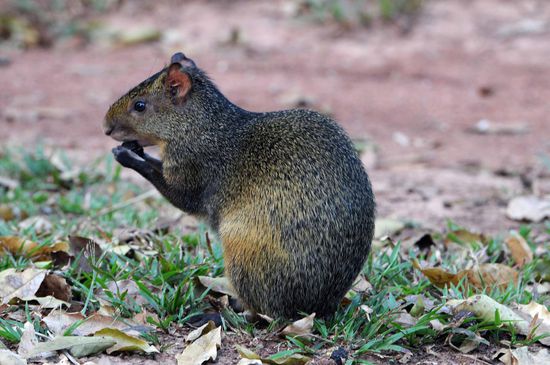 Ein Goldaguti ist bei der Futtersuche auf dem Gelände der Pousada fündig geworden.