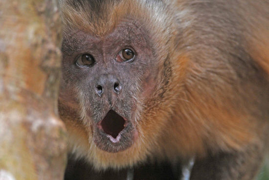 Begegnungen mit Primaten sind für uns immer etwas Besonderes.