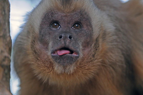 Was wohl in dem Kopf dieser Kapuzineraffen vorgeht, wenn sie auf Menschen treffen?