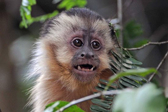 Har er Angst, ist es Neugier oder beides?