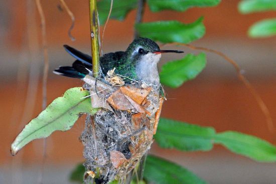 Diese Glanzamalie, eine Kolibriart, brütet in einer aufgehängten Pflanzen- ampel unmittelbar neben dem Eingang des Empfangsgebäudes der Pousada.