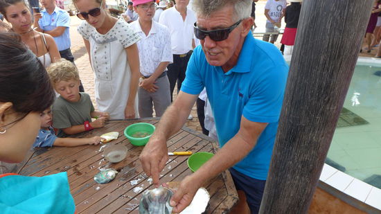 Mister Pearlfarm bei der Arbeit...jetzt wissen wir auch genau, wo die Perlen herkommen