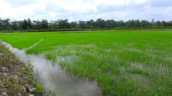Endlich sahen wir die ersten Reisfelder, die ausnahmsweise mal nicht ausgetrocknet waren