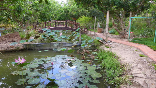Aus den Seerosenblüten entstehen Bohnen, die man in fast allen Speisen findet.