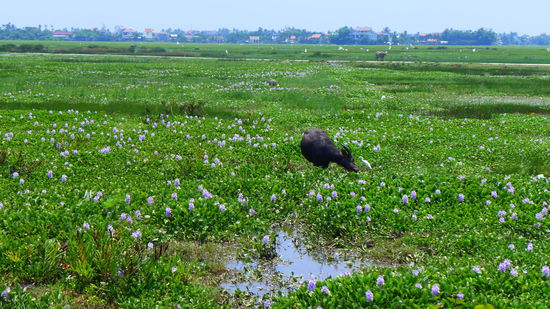 Wasserbüffel und Kranich -  dieses ungleiche Paar sieht man oft gemeinsam.