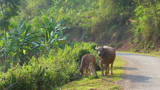 Dieser Büffel versperrte uns den Weg...vor diesen Tieren hat man schon Respekt 