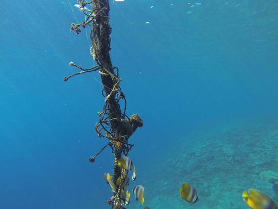 Schnorcheln in Amed, nur ein kleiner Ausschnitt! Amed bietet mit Abstand die beste Unterwasserwelt!