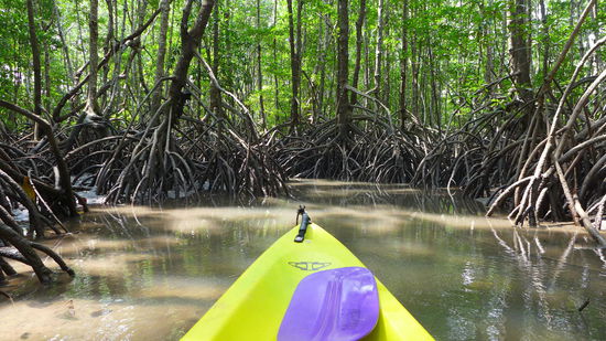 Neben der tollen Natur eine wirklich interessante Geräuschkulisse. Ein ständiges blobben und knacken!