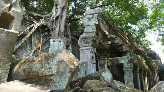 Der Dschungel und der Tempel!