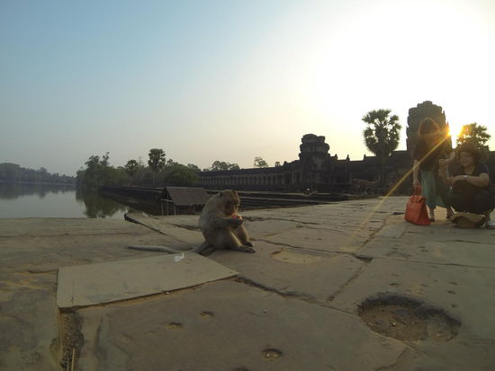Der Affe hätte sich wohl auch mehr vom Sonnenaufgang erhofft 