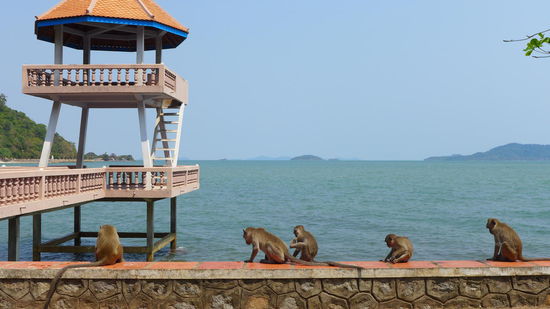 Auch die Affen genießen die Sicht aufs Meer