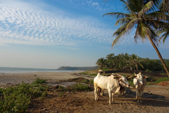 Man sieht auf den Straßen keine Traktoren aber viele Ochsen-Gespanne, schöne Tiere .....
